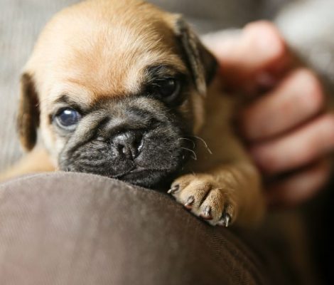 pug-puppies-content4