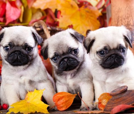 pug-puppies-content5